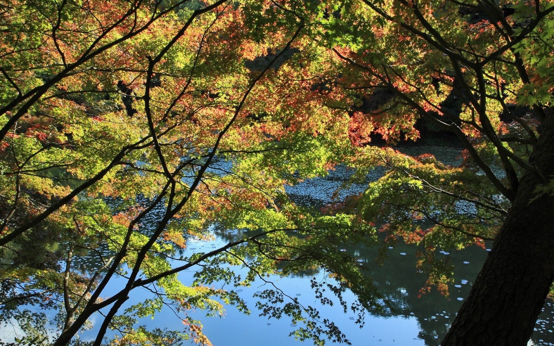 Картинки деревья, осень, река фото и обои на рабочий стол