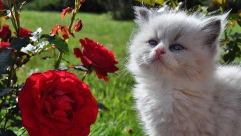 котенок, пушистый, лицо, розы, трава, взгляд