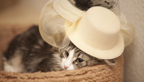 кошка,шляпа, глаза, лицо