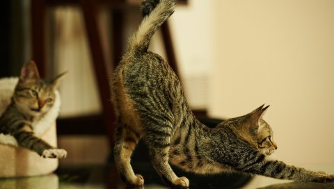 кошки, игривая, натяжные