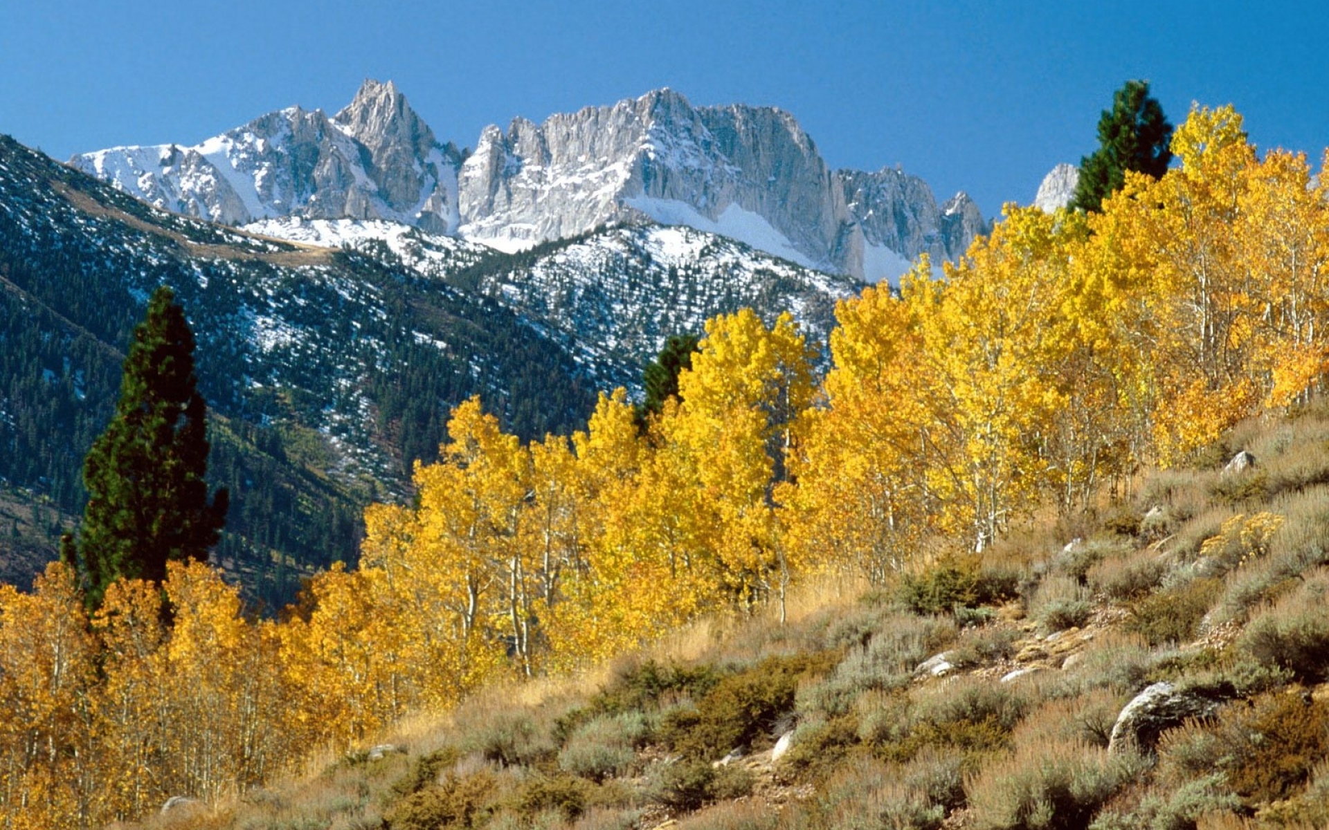 Желтое дерево горы