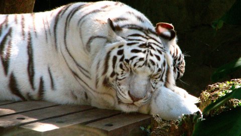 тигр, альбинос, лечь, спать