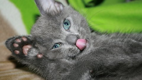 котенок, серый, лизать, губы, игривый