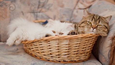 кошки, пара, корзина, лежат