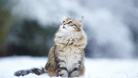 кошка, пушистый, снег, размытие