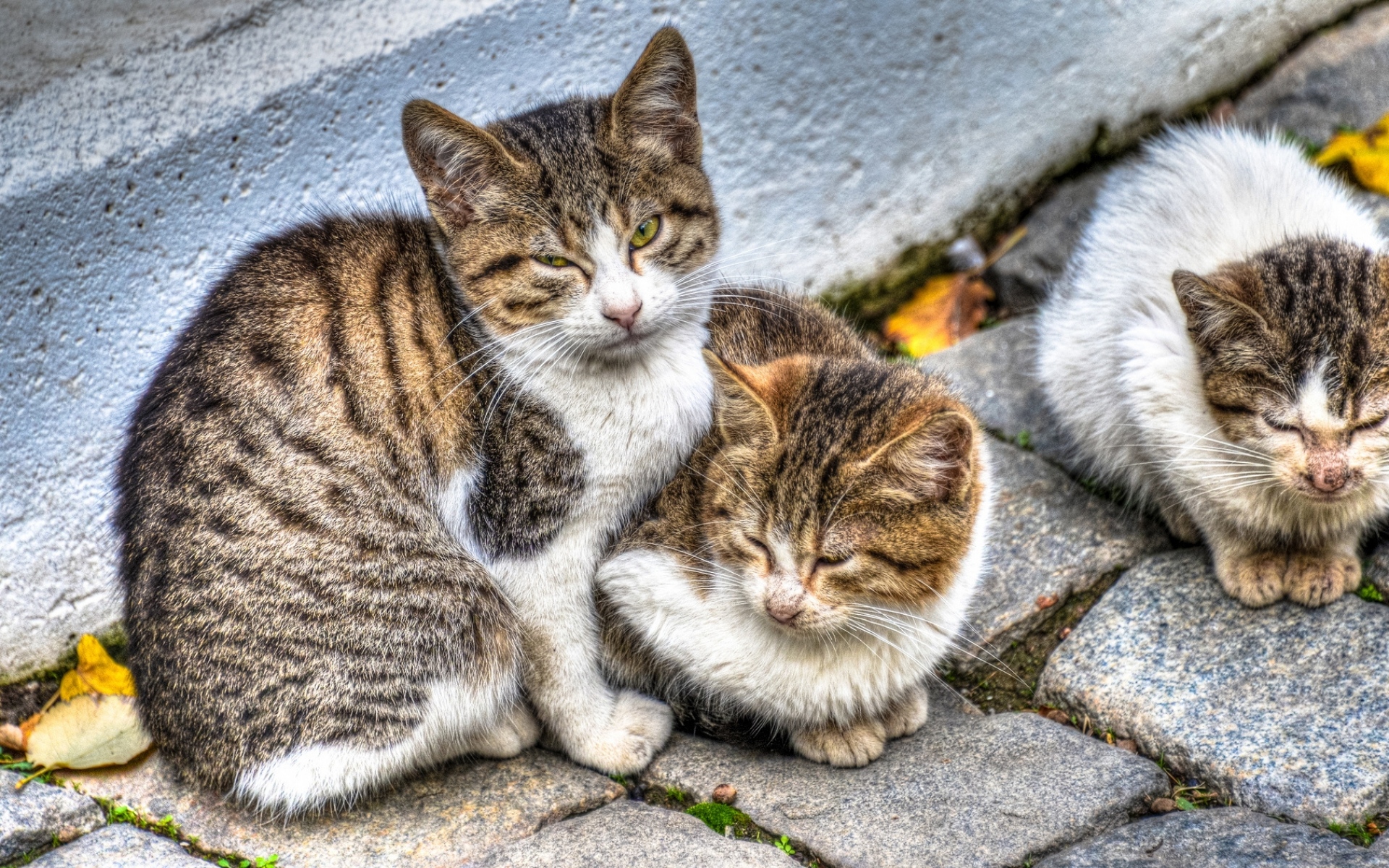 Картинки кошки, три, пятнистая, улица фото и обои на рабочий стол
