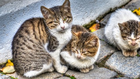кошки, три, пятнистая, улица