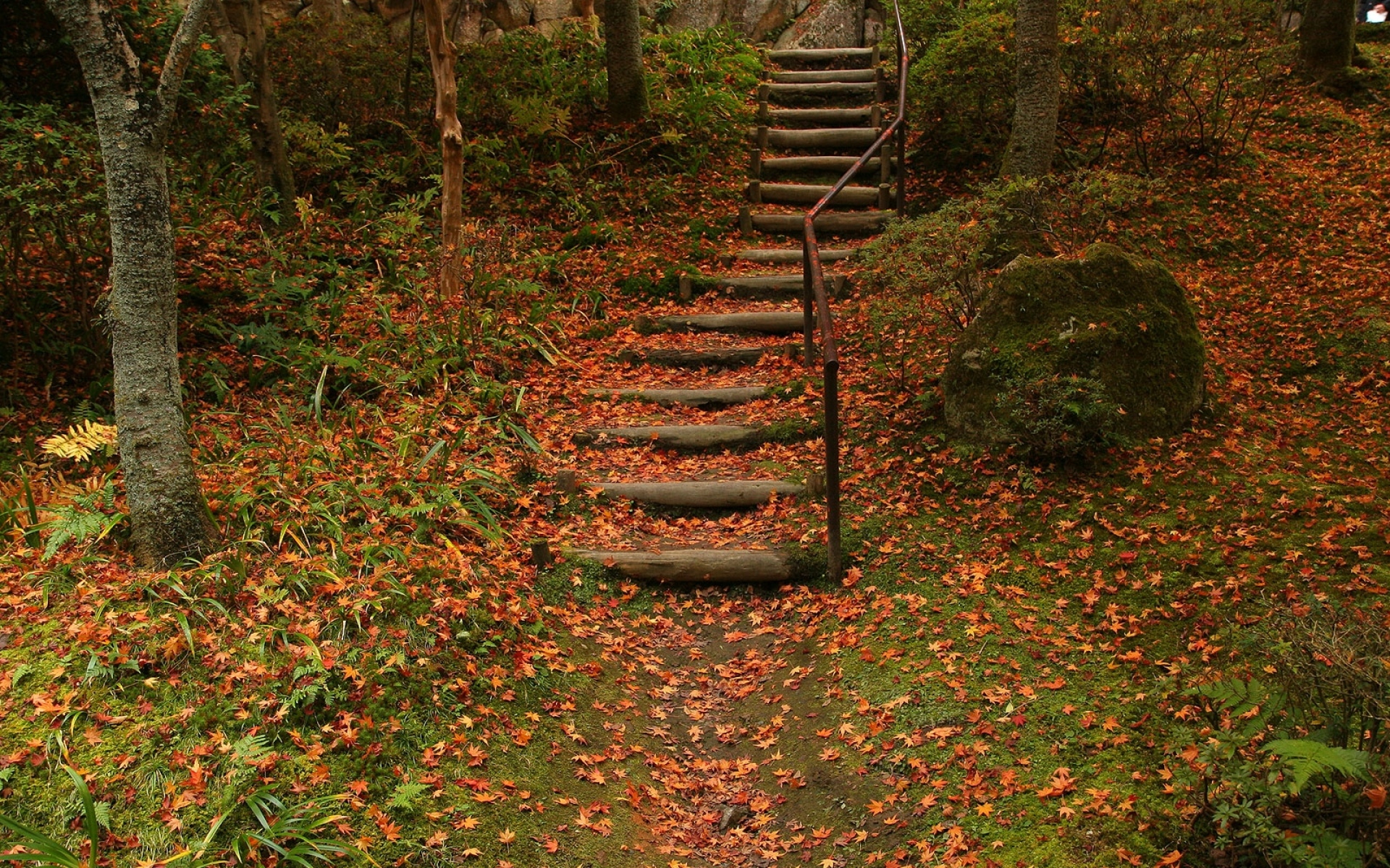 Сходи в лес. Лестницы в лесу США ПСС. Деревянная лестница в лесу. Лестница в парке. Заброшенные лестницы в лесу.