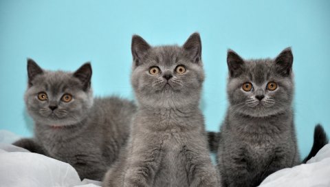 котята, три, красивые, британские