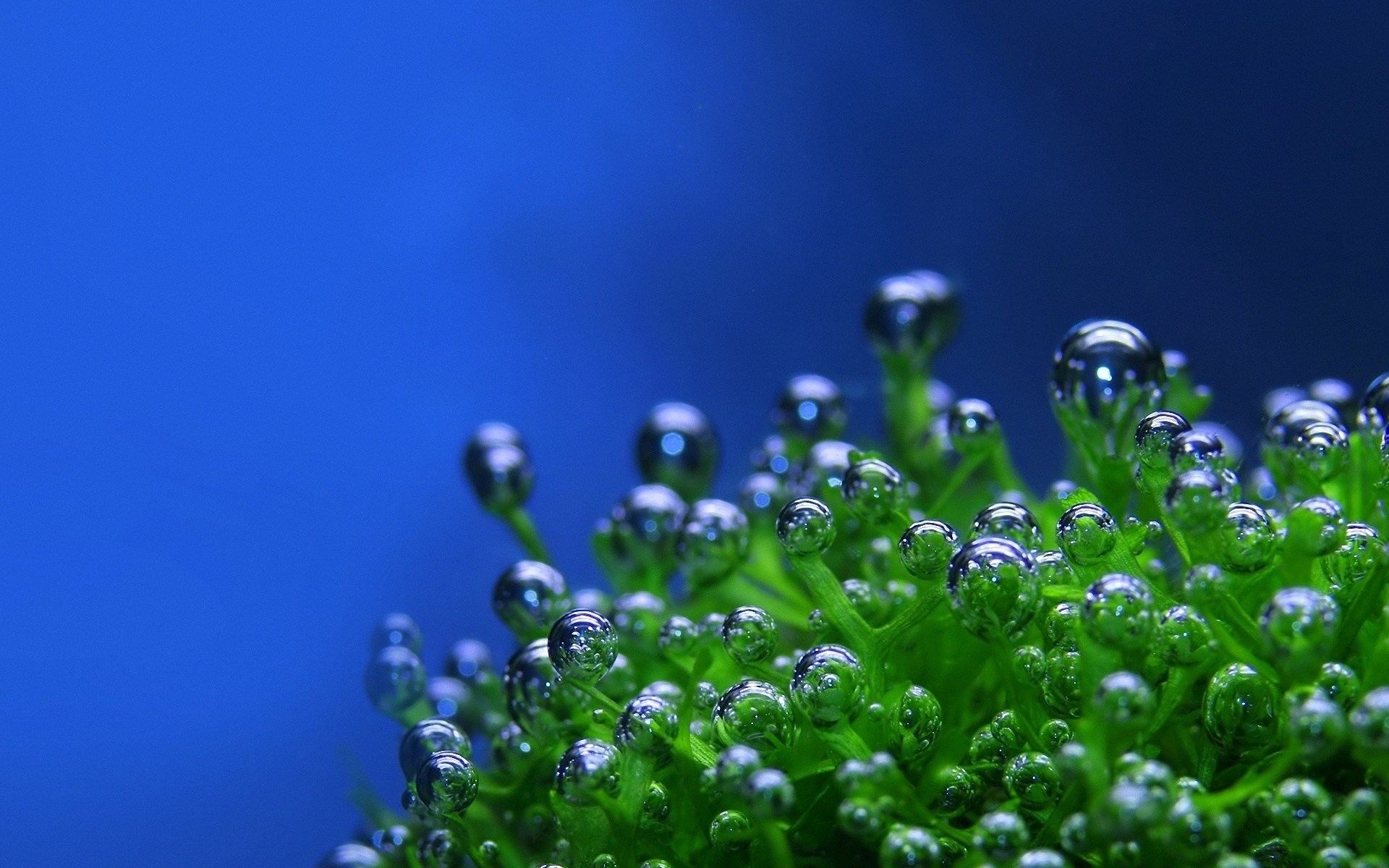 Картинки зеленый, капли, пузыри, растение, синий фон фото и обои на рабочий стол