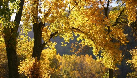 осень, дерево, листы, небо