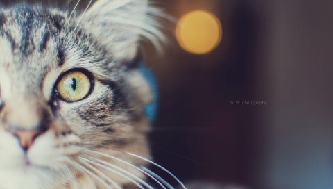 кошка, морда, глаза, пушистые