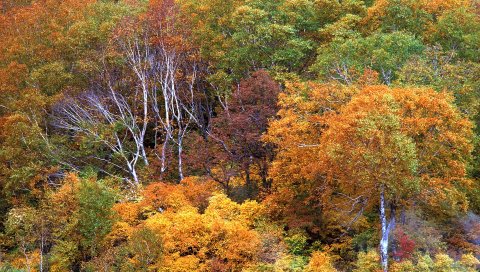 деревья, осень, природа