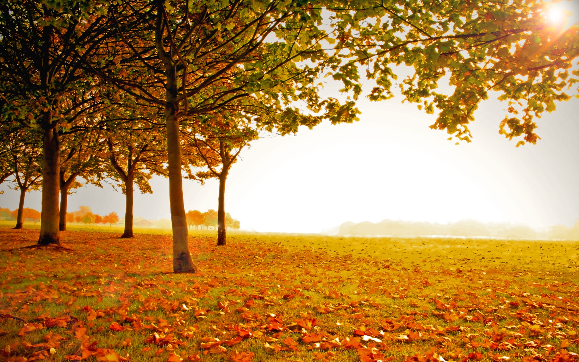 Картинки дерева , осень, листья, опавшие фото и обои на рабочий стол