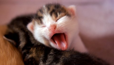 котенок, плача, лицо, малыш
