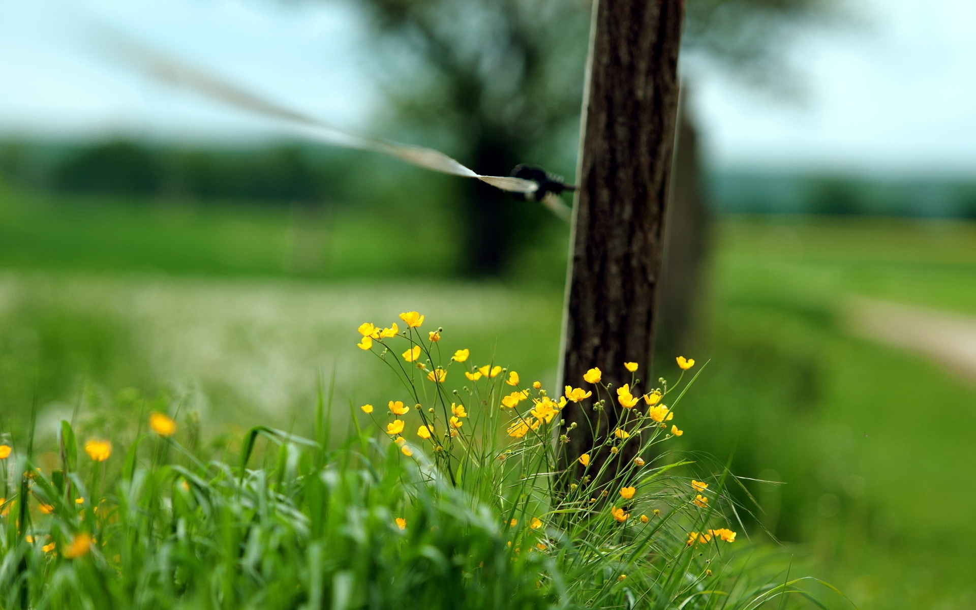 Картинки макро, забор, трава фото и обои на рабочий стол
