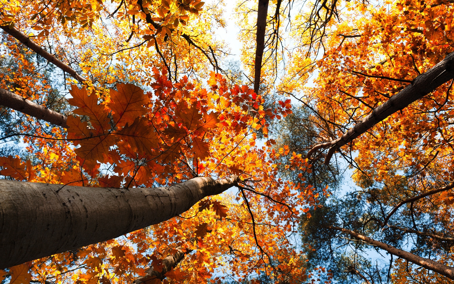 Картинки осень, деревья, небо фото и обои на рабочий стол