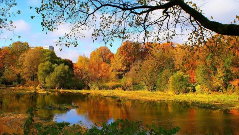 дерево , осень, листья, река