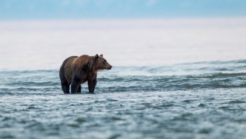 медведь, море, прогулки, животных