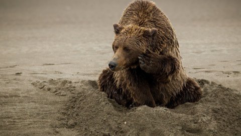 медведь, песок, сидя, мокрый