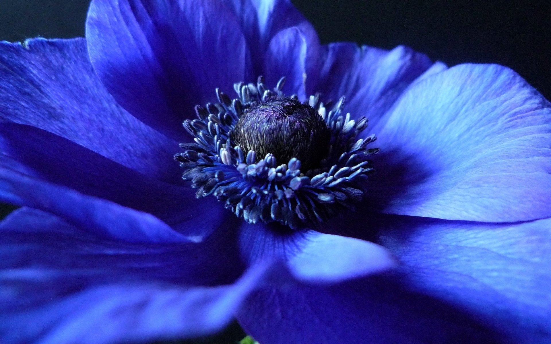 Цветок С Синими Лепестками