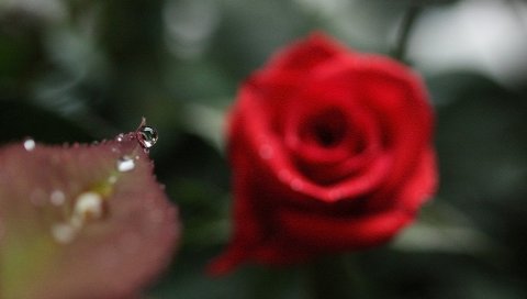 розы, лепестки, размытость, падение