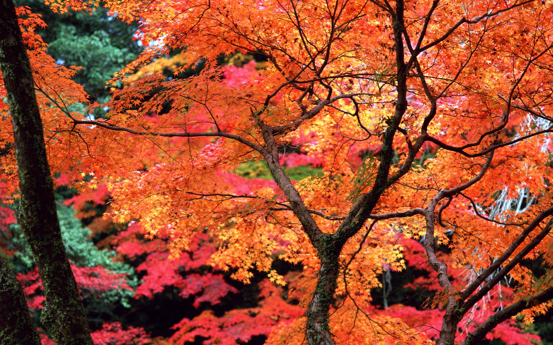 Осень сухие деревья