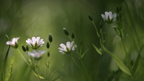 трава, цветы, размытость