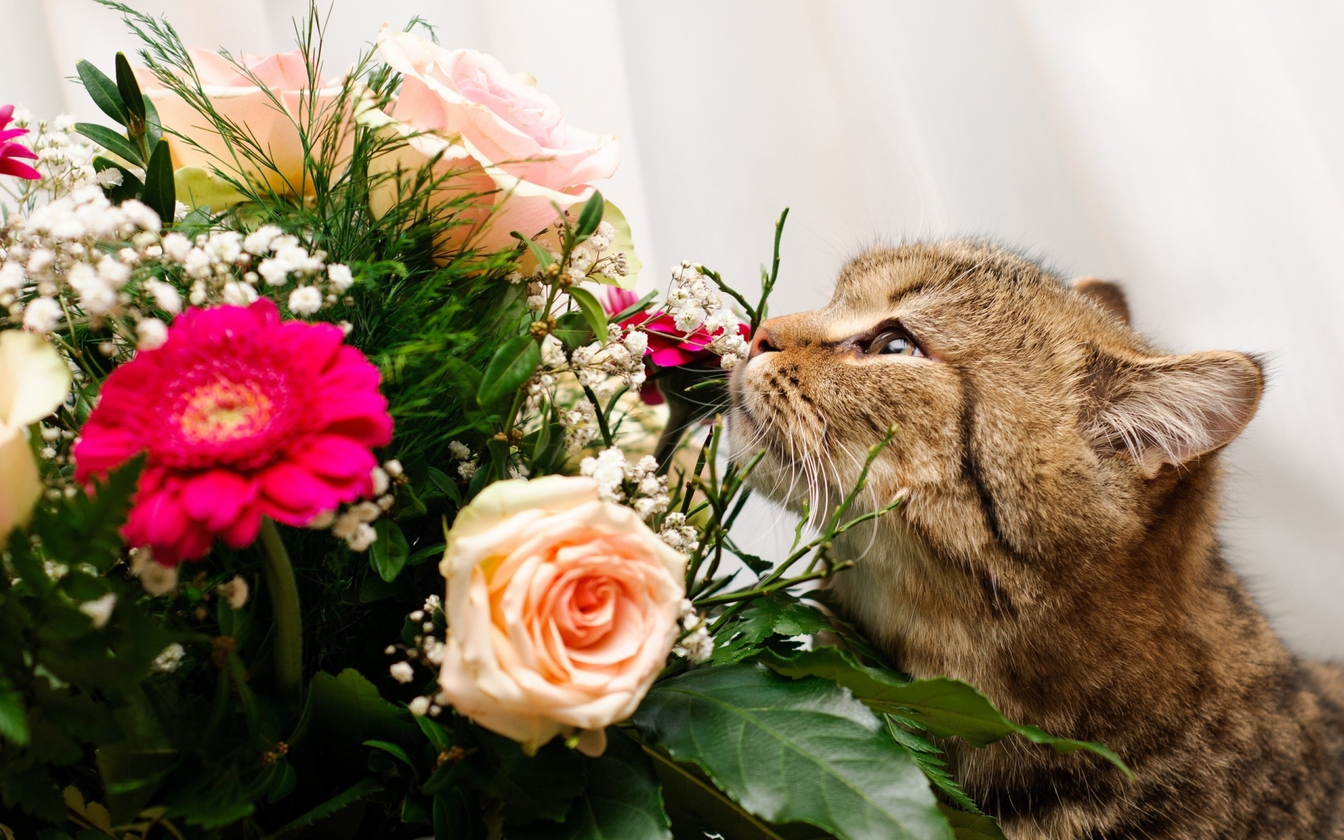 Картинки кошка, лицо, цветок, роза, запах фото и обои на рабочий стол