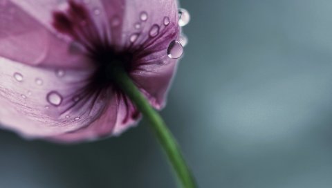 цветы, капли, стебель, лепестки