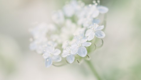 цветок, лепестки, свет, размытость