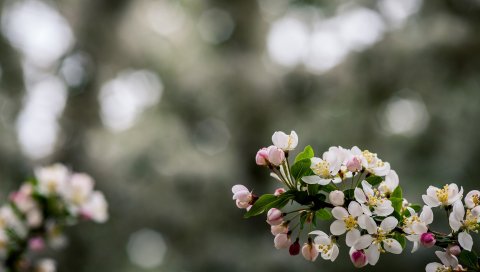 цветы, растения,