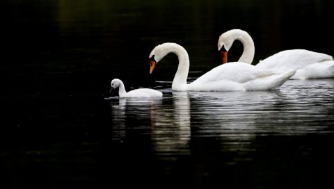 лебеди, птицы, плавать, водные