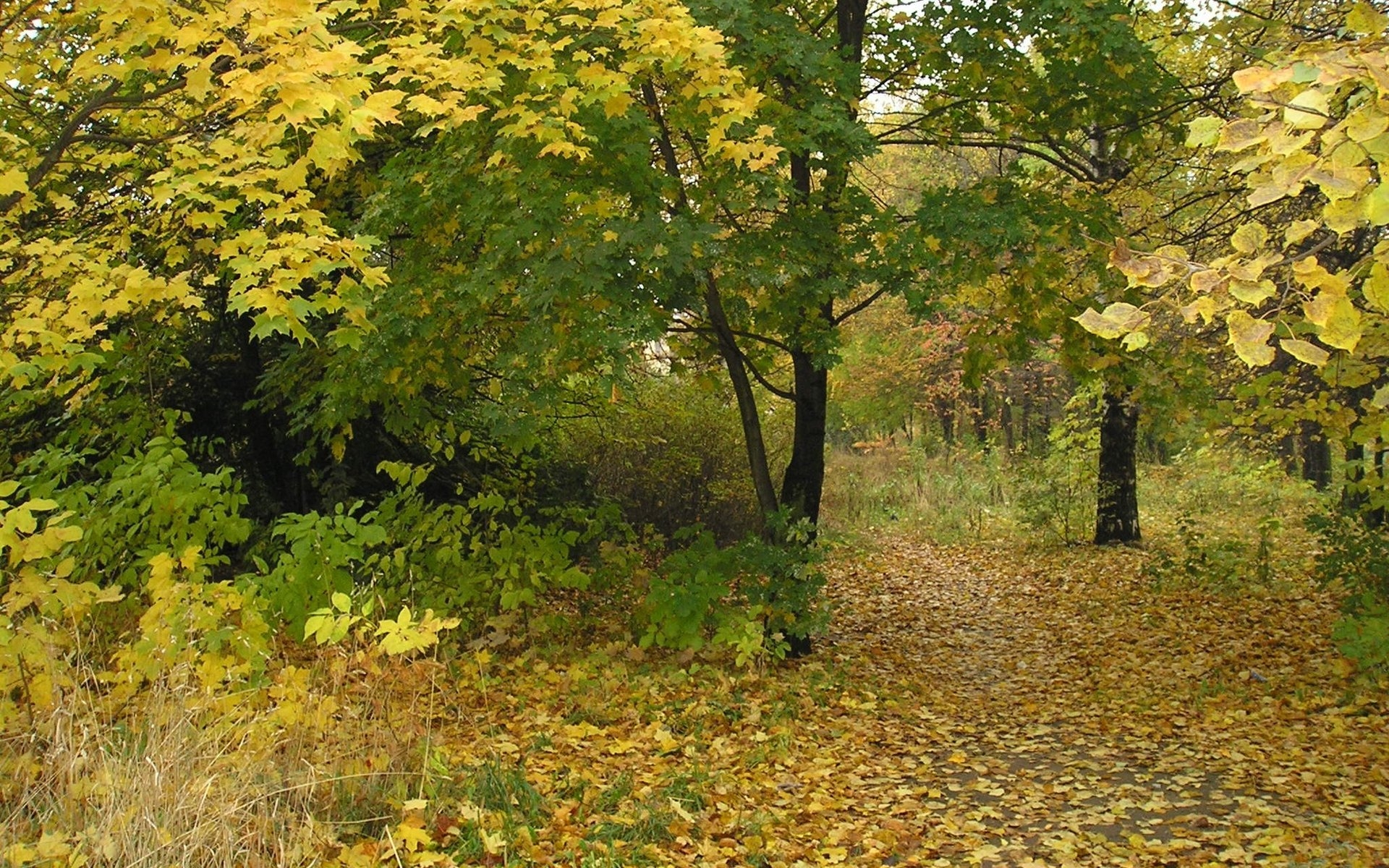 Картинки лес, тропа, деревья, осень, листья, опавшие фото и обои на рабочий стол