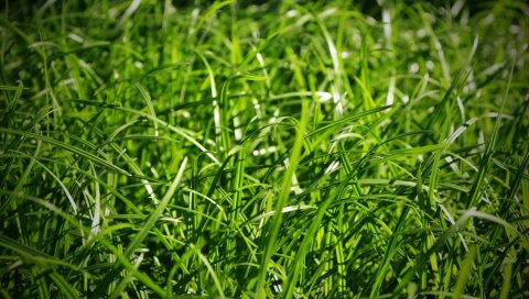 трава, макро,зеленый