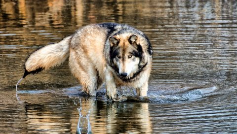 волк, вода, прогулки, охота, хищник