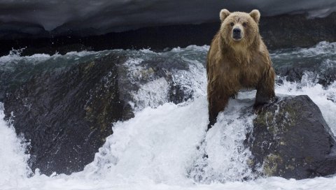 медведь, вода, ток, камни