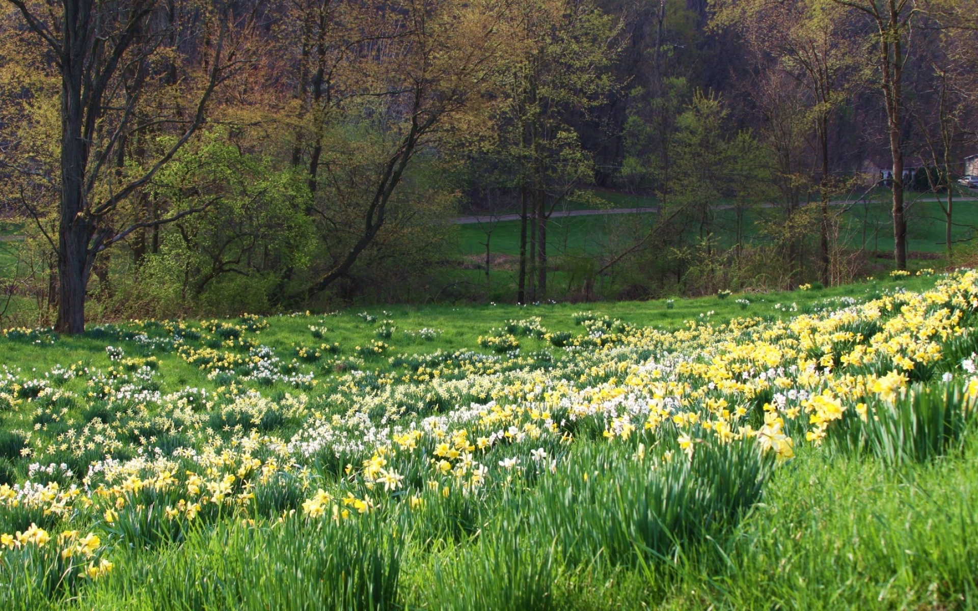 The flowers in spring are. Весенняя природа. Весенняя Поляна. Весенняя Поляна с цветами.