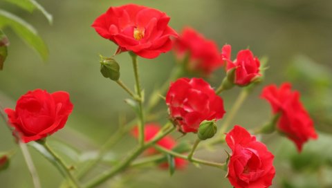 цветы филиал, красный