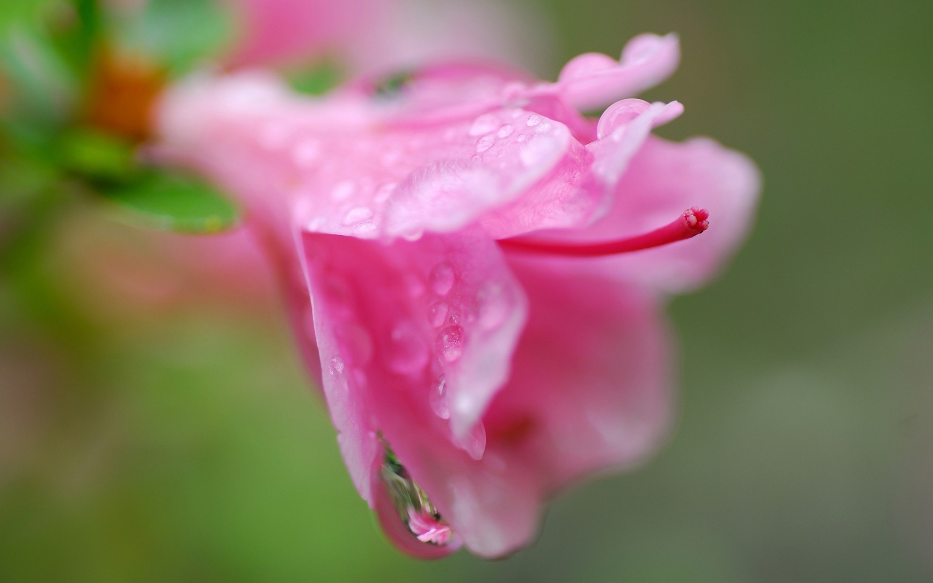 природа розовые цветы капли росы без смс