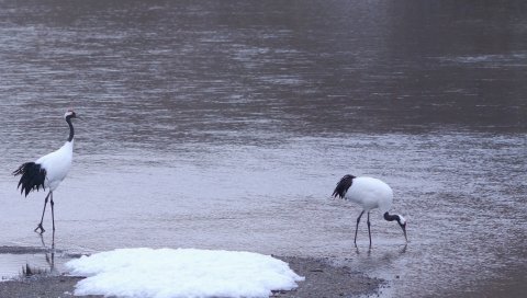 цапли, птицы, побережье, пара, ходить