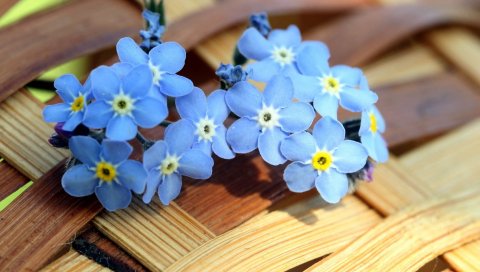 цветок, лепестки, поверхность, украшение