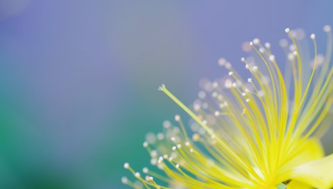 цветок, растение, лепестки, фон