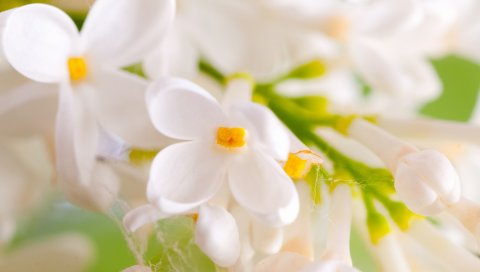 цветы, яркие, лепестки