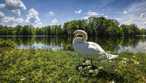 реки, побережье, гуся, пейзаж