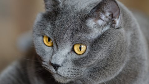 кошка, лицо, жир, британец