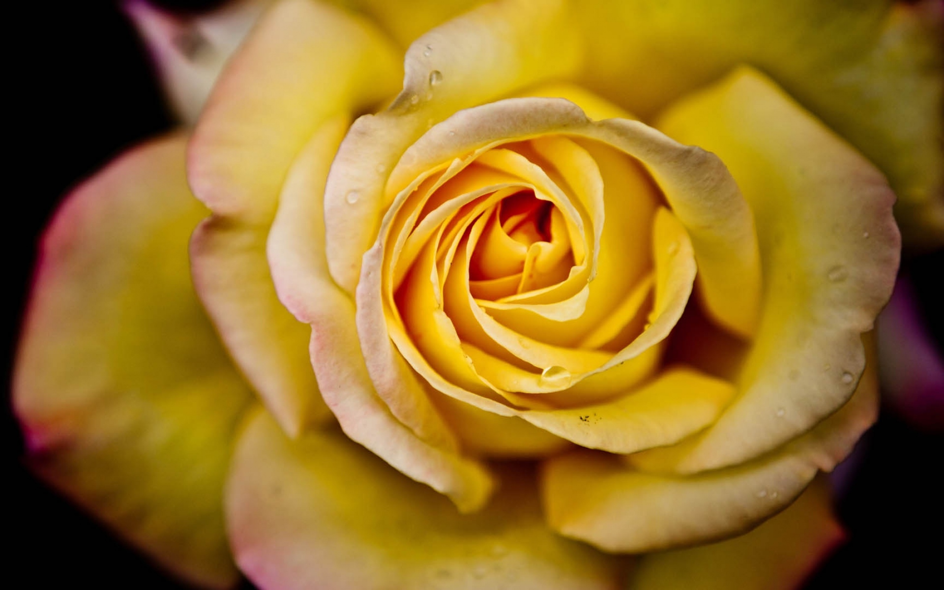 Картинки розы, лепестки, желтый фото и обои на рабочий стол