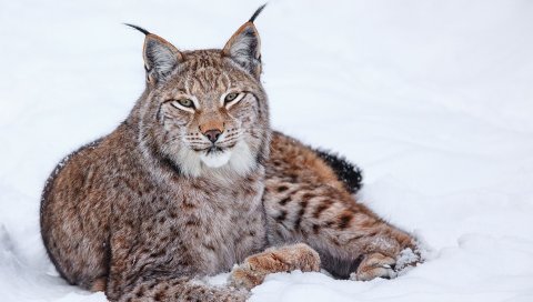 рысь, снег, лежащий