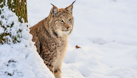 рысь, снег, сидячая, хищник, большая кошка