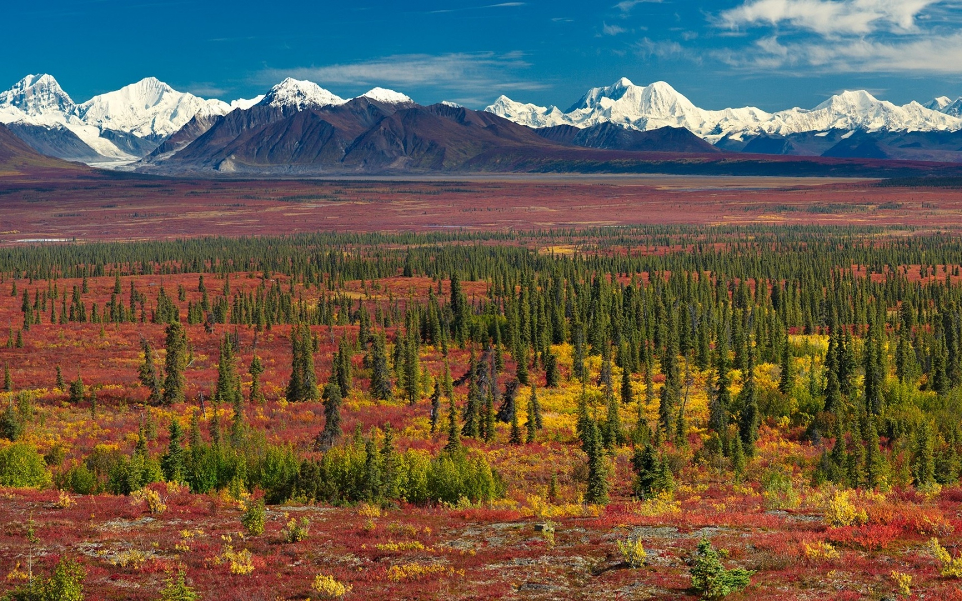 Картинки деревья, трава, природа, летние фото и обои на рабочий стол